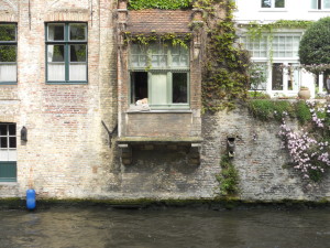 Doggy in the window